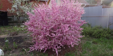 Ukrasni grm badema: sadnja i njega